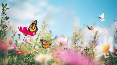 Butterfly Gardens, N.C. Cooperative Extension, Clay County Center ...