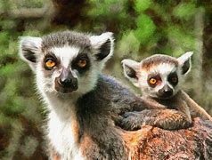 Image result for Spring Baby Animals