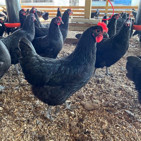 Black Australorp Chickens