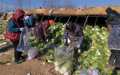 零下11℃ 20位菜农搬运2万斤白菜供应河北新发地-足够资源