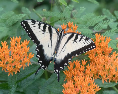 Eastern Tiger Swallowtail - Alabama Butterfly Atlas