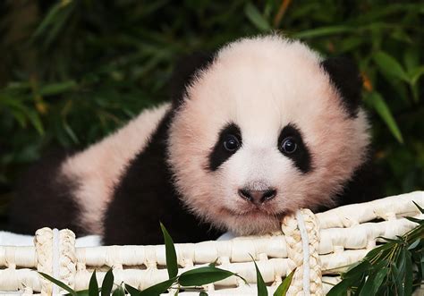 悲伤！北京动物园这只可爱的大熊猫永远离开我们了，享年27岁_京报网