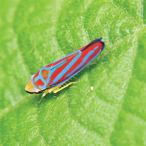 ? Macroscopic Marvels: The Hidden Superheroes in Our World, 703 NW ...