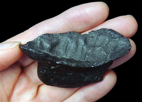 Image result for Softshell Turtle Poop