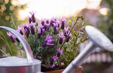 lavanda in vaso cure pianta di lavanda coltivazione in vaso cure naturali it lavanda in vaso cure pianta di lavanda coltivazione in vaso cure naturali it
