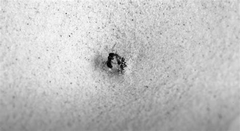 El secreto de las mortales trampas de arena de las hormigas león