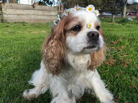 Alfie doesn't want a girl with huge tracts of land. He'd rather just ...