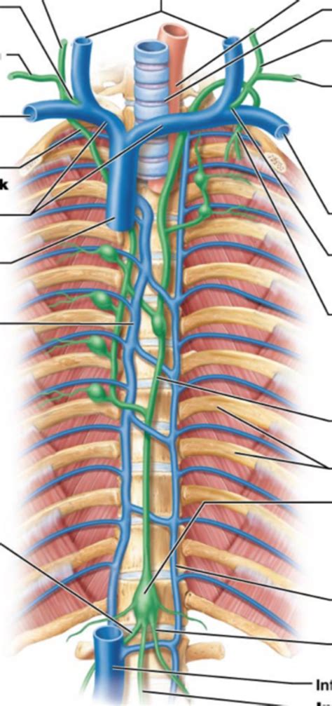 Image result for Lymphatic Trunks Model
