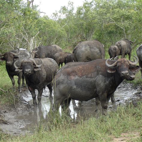 MKHAYA ENDANGERED SPECIES (2025) All You Need to Know BEFORE You Go ...