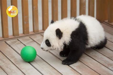 4只秦岭大熊猫宝宝有了新名字 “秦”字辈给你拜年了_腾讯新闻
