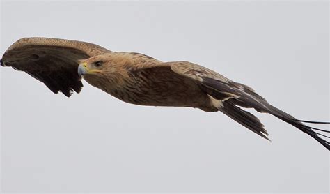 Spanish imperial eagle facts, distribution & population | BioDB