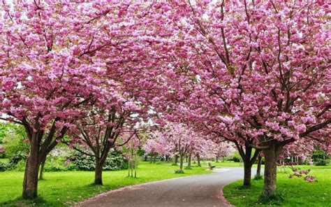 Cherry Tree 的图像结果