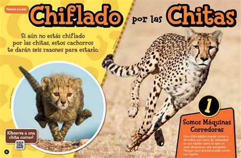 Crazy for Cheetahs - Spanish Translation - NWF | Ranger Rick