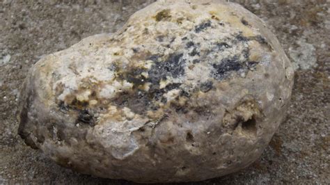 Thailand woman finds whale vomit worth Rs 2 crore while walking along ...
