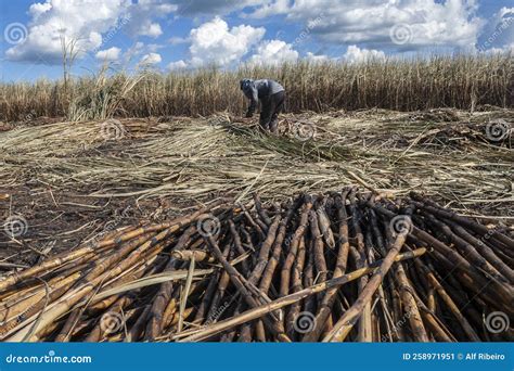 Manual Labour Harvest Sugar Cane on the Field Editorial Photo - Image ...