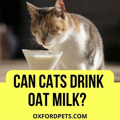 Can Cats Drink Oat Milk? (How Much is Safe) - Oxford Pets