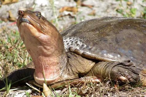 Image result for Cancerous Soft Shell Turtles