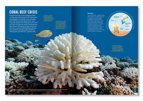 Britannica All New Children's Encyclopedia — Spellbound Kids Bookstore