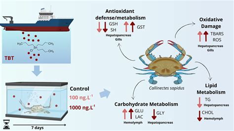 Impact of Tributyltin (TBT) on Energy Metabolism and Redox Homeostasis ...