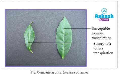 Transpiration: Definition, Types, Significance & Properties | AESL