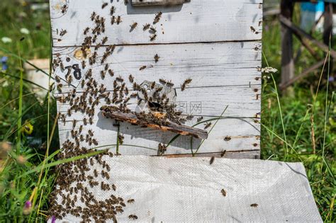 职业养蜂人现在的生活状态如何？他们的收入靠什么来？ - 知乎