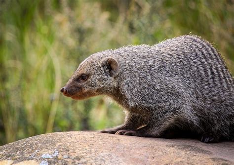 Mongoose Zoo Animal - Free photo on Pixabay
