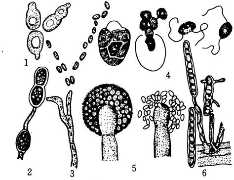 真菌与细菌之间的区别_微生物_细胞核_增殖