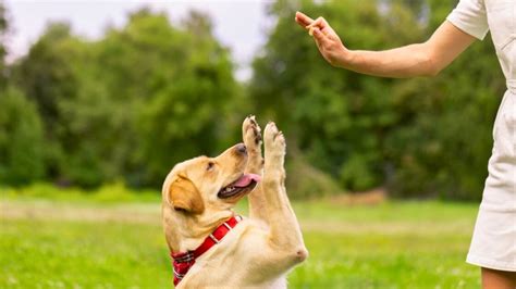 Image result for Service Dog Hand Signals