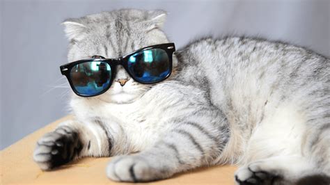Cat Wearing Glasses Wallpapers - Top Free Cat Wearing Glasses ...