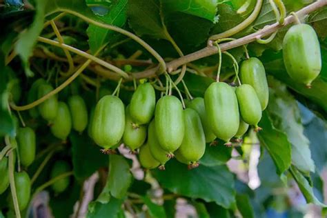 软枣猕猴桃133品种-种植项目-天天学农