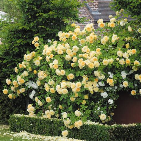 Yellow Rose Bush