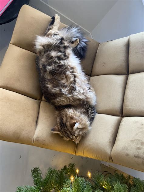 Help! My cat is acting all weird since her brother died about a month ago. She tends to hide ...