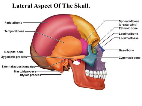 Image result for Temporal Styloid Process Anatomy