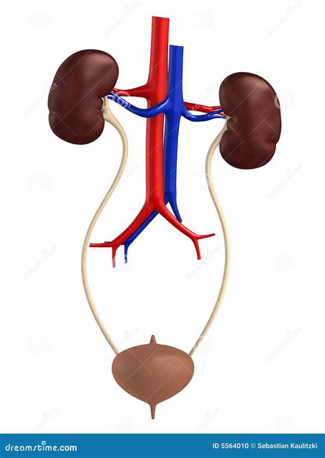 Female urinary system stock illustration. Illustration of torso - 5564010