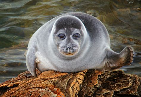Winter "Family Beach" of the Baikal Seal | Russian Geographical Society