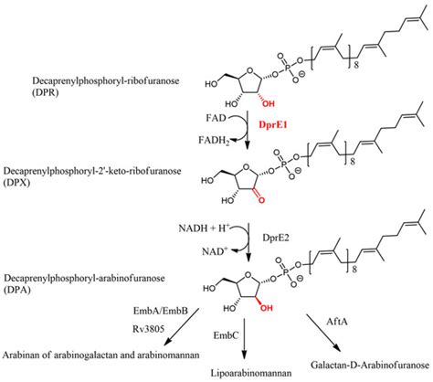 Unveiling DprE1 as a Key Target in the Fight against Tuberculosis ...