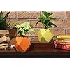 Buy Leafy Tales Set of 2 - Polygon Shape Ceramic Pot, Pot only ...