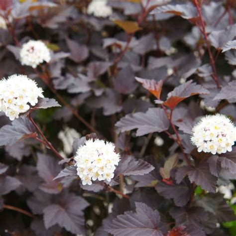 20 Low Maintenance Bushes That Looks Stunning In Front Of House - Time ...