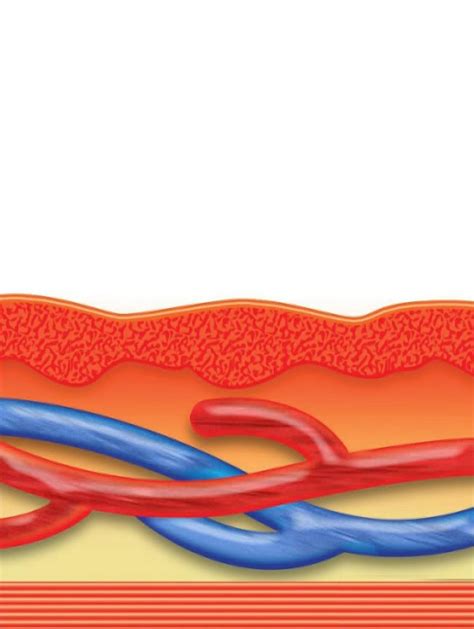 Image result for Ed Blood Flow Problems