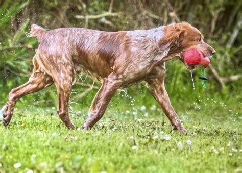 Image result for Training Retrieving Dogs
