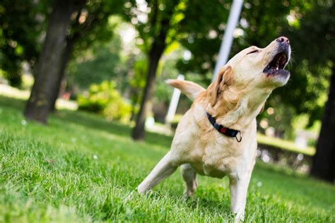 Safe, gentle and effective ways to stop excessive barking in dogs | The ...
