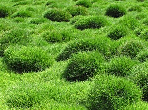 Zoysia Grass Plugs: Directions For Planting Zoysia Plugs | Gardening ...