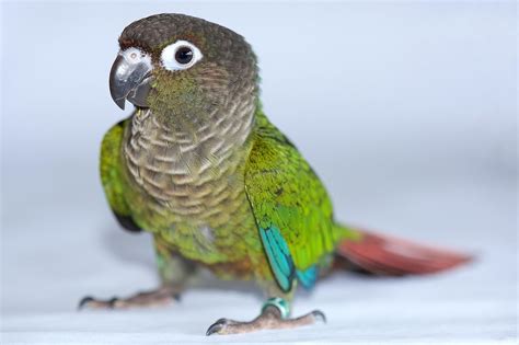 Image result for Conure Parrot Types
