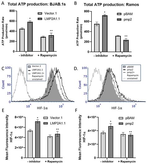 Epstein–Barr Virus Latent Membrane Protein 2A (LMP2A) Enhances ATP ...