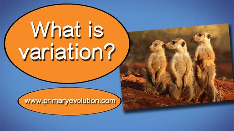 Image result for Variation Definition