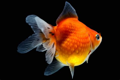 Image result for Math Module in Python 3