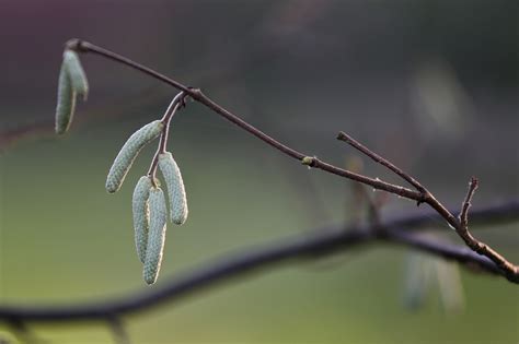 Image result for Hazelnut Tree Branch
