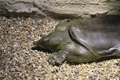 Image result for Cancerous Soft Shell Turtles