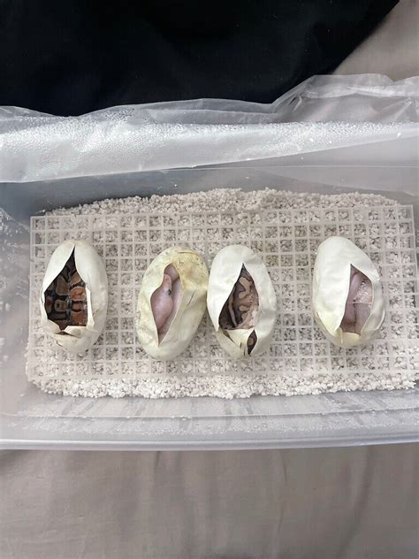 Image result for Leucistic Albino Ball Python