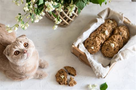 Image result for Cat Chasing Cookies